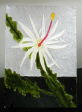 Night Blooming Cereus I
