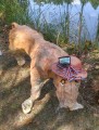 The Lioness, a Nasty Woman